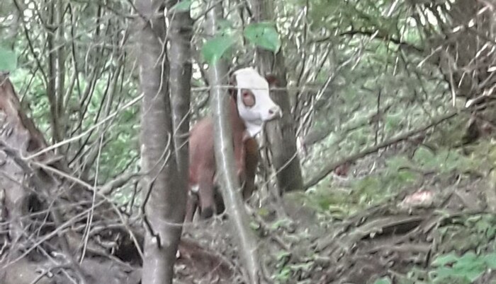 In einem Waldstück war der abenteuerliche Ausflug des Kalbes dann zu Ende. Jetzt ist es wieder auf der Weide.