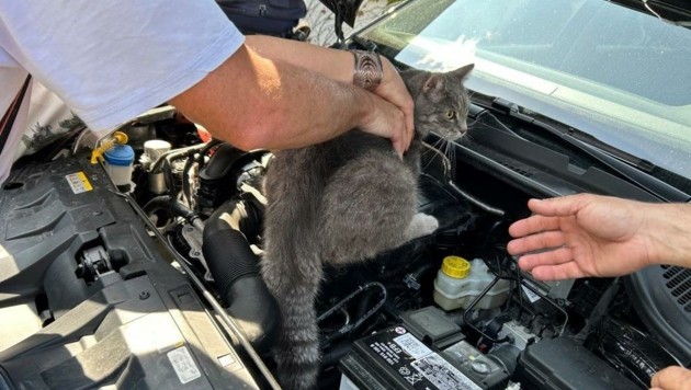 Pannenfahrer als „gelber Engel“ für neugierige Katze. (Bild: FF Königstetten)