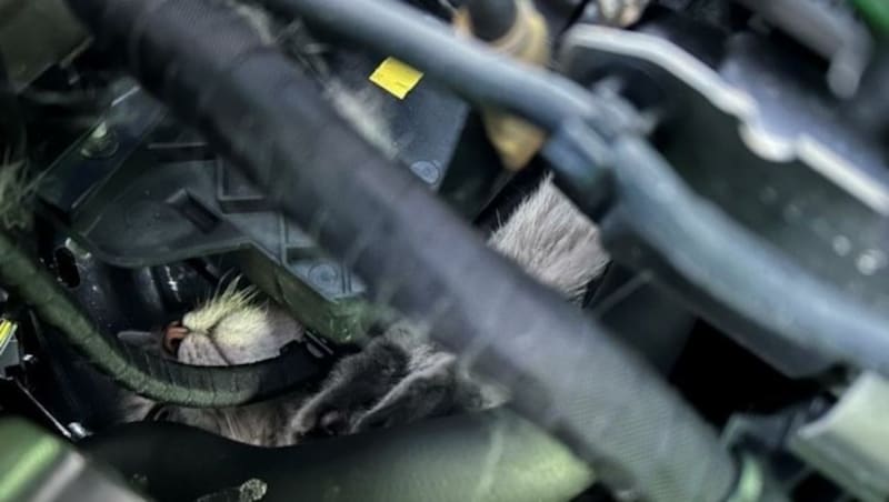 Tief im Inneren des Motors hatte sich die Katze verkrochen - nur die Fellnase war zu sehen. (Bild: FF Königstetten)