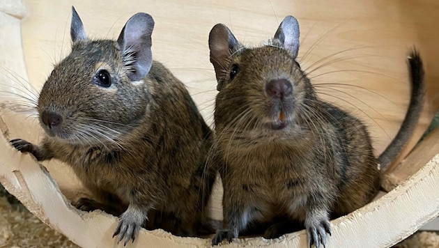 Degus Leo und Willy (Bild: Tierschutzheim Vorarlberg)