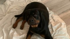 Rottweiler „Destino“ wurde nur zwei Jahre alt (Bild: zVg)