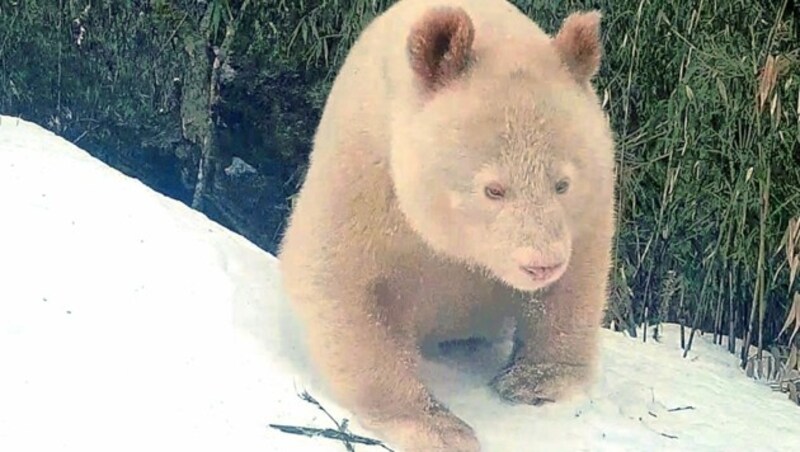 Das neue Foto des weltweit wohl einzigen Albino-Pandas (Bild: Wolong Naturschutzgebiet)