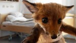 Der kleine Fuchs fand in einem Bett in einem Pensionistenheim Unterschlupf. (Bild: Tierschutz Austria, stock.adobe.com, Krone KREATIV)