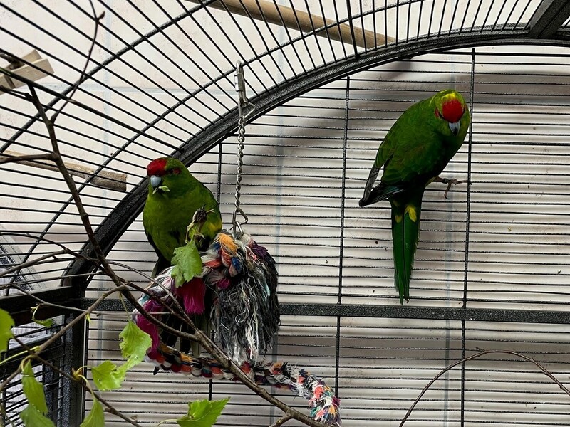 (Bild: Tierheim Linz)