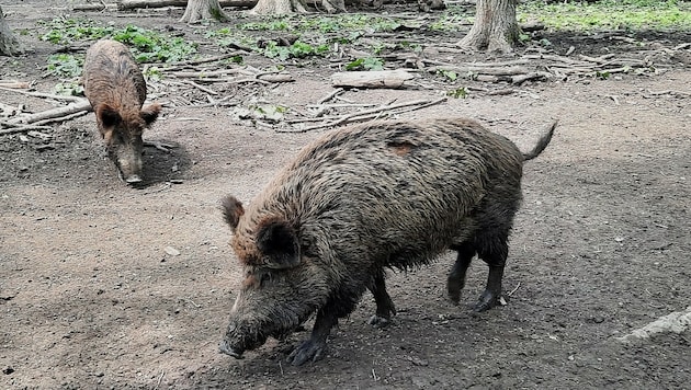 Im Bezirk Braunau erlegte Wildschweine sollen nicht mehr gegessen werden (Bild: P. Huber)