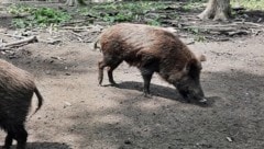 Wildschweine in 81 Jagdgebieten sind mit PFAS kontaminiert.  (Bild: P. Huber)