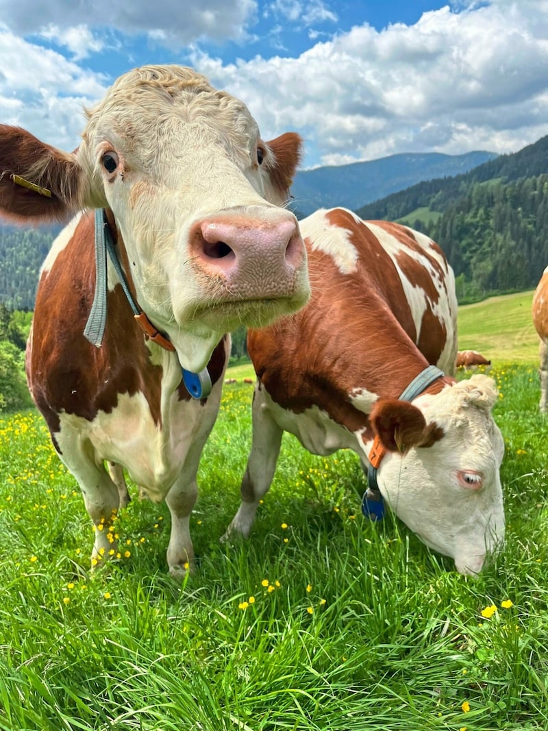 In Himmelberg bei Familie Jankl fühlen sich die Kühe im Laufstall & auf der Weide wohl. (Bild: Elisa Aschbacher)