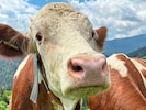 Rund um den Globus kommt das Milchprodukt zum Einsatz. (Bild: Elisa Aschbacher)
