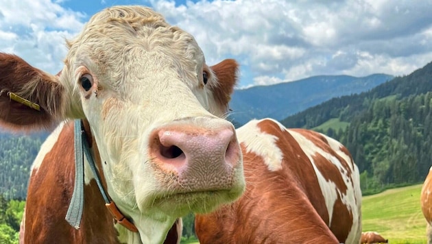 Rund um den Globus kommt das Milchprodukt zum Einsatz. (Bild: Elisa Aschbacher)