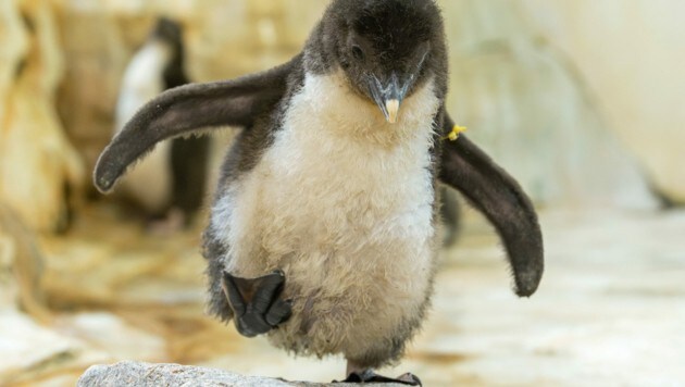 Konzentriert bahnt sich dieses Pinguinküken seinen Weg. (Bild: APA/DANIEL ZUPANC)