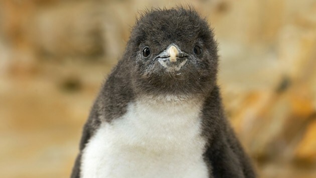 Im Wiener Tiergarten Schönbrunn sind heuer zehn Pinguinküken geschlüpft. (Bild: APA/DANIEL ZUPANC)