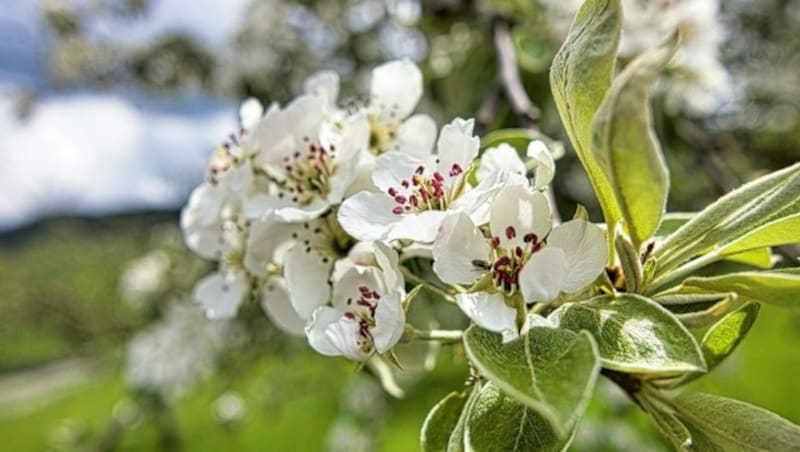 Der Frühling zeigt sich in der Weststeiermark in seiner schönsten Blüte (Bild: Weges)