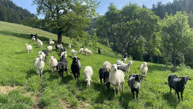 Der Steinerhof in Friesach ist Heimat der 120 Tiere. (Bild: Manuela Karner)