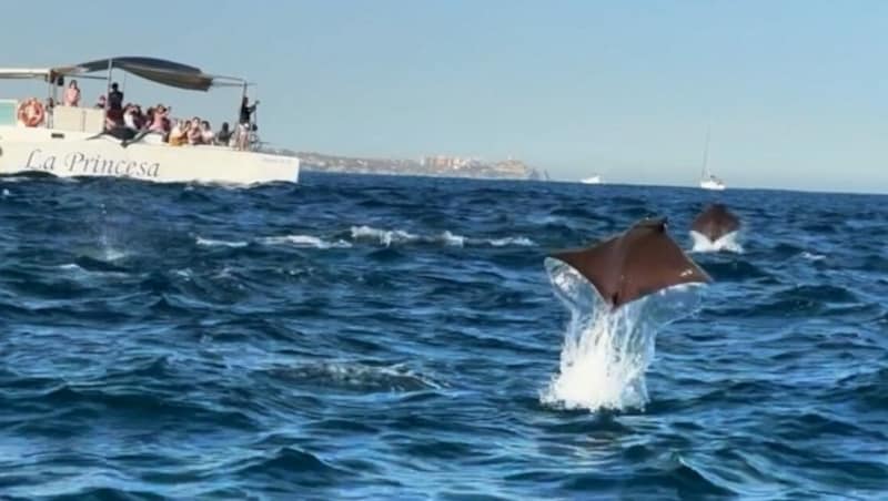 Über der Wasseroberfläche flatternde Rochen haben kürzlich Urlauber vor der Küste Mexikos staunen lassen. (Bild: kameraOne (Screenshot))