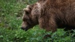 Ein Bär hat im Lechtal Schafe gerissen, das wurde per DNA nun nachgewiesen. Eine Abschussverordnung wie beim Wolf wird es nicht geben. Grund ist eine EU-Verordnung, für die laut Larcher mit viel Geld in Brüssel lobbyiert wird. (Bild: Tröster Andreas)
