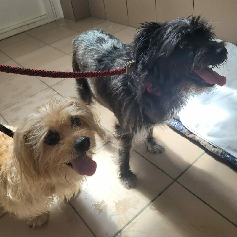 Nicht nur Hund „Buddy“ wurde der Frau abgenommen, sondern auch zwei Mischlingshunde (siehe Bild) und drei Katzen, die ins Heim gebracht wurden - wegen der Zustände in ihrer Wohnung. (Bild: Aktiver Tierschutz)