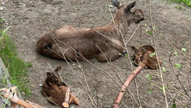 Die Elchkuh hat in drei Jahren dreimal Zwillinge zur Welt gebracht. (Bild: Alpenzoo)