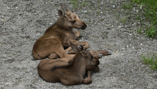 (Bild: Fritz Schmidt/Alpenzoo)