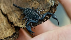 Dieser Skorpion krabbelte durch eine Werkstatt und ist jetzt in der „Welt der Gifte“ untergekommen. (Bild: Tschepp Markus)