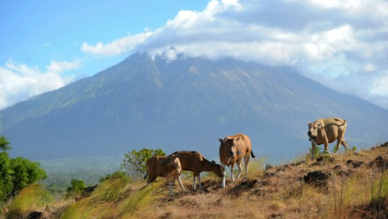 Der Mount Agung ist ein Vulkane, der in der Kultur der Balinesen als heilig verehrt wird. (Bild: AFP/Sonny Tumbelaka)