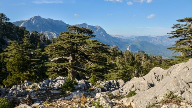 Eine Studie untersucht, ob bzw. welche Zedernarten hierzulande Bäume der Zukunft sein könnten. (Bild: Dmytro - stock.adobe.com)