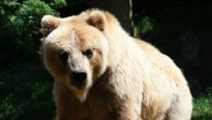 Sieben Braunbären wurden seit April im Trentino tot aufgefunden. (Bild: P. Huber)