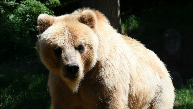 Sieben Braunbären wurden seit April im Trentino tot aufgefunden. (Bild: P. Huber)