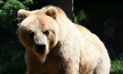 In der Slowakei wurde ein Spaziergänger mit seinem Hund von einer Braunbärin angegriffen. ...