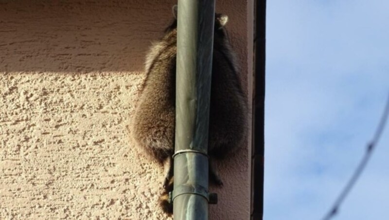 Suchen sie nach einem Schlaf- platz, muss hin und wieder eine Hausisolierung daran glauben. (Bild: Polizei Esslingen)