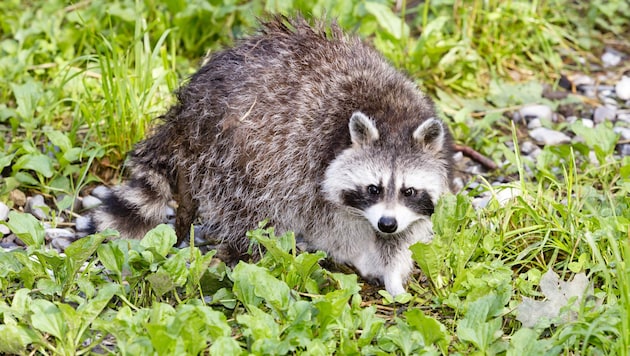 Waschbären durchstreifen immer öfter auch die Wälder und Wiesen in Vorarlberg. Selbst ganze Familien haben Naturschützer beobachtet. (Bild: Mathis Fotografie)