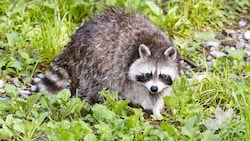 Waschbären durchstreifen immer öfter auch die Wälder und Wiesen in Vorarlberg. Selbst ganze Familien haben Naturschützer beobachtet. (Bild: Mathis Fotografie)