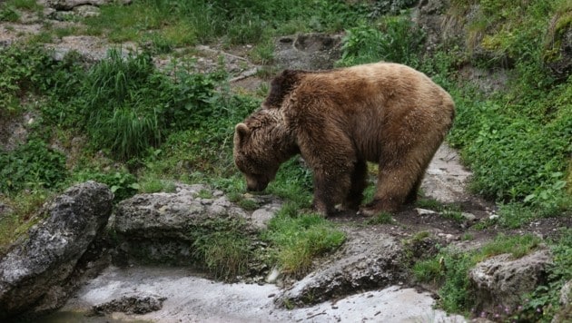 Ein Bär in St. Anton wurde gesucht, aber nicht gefunden! (Bild: Tröster Andreas)
