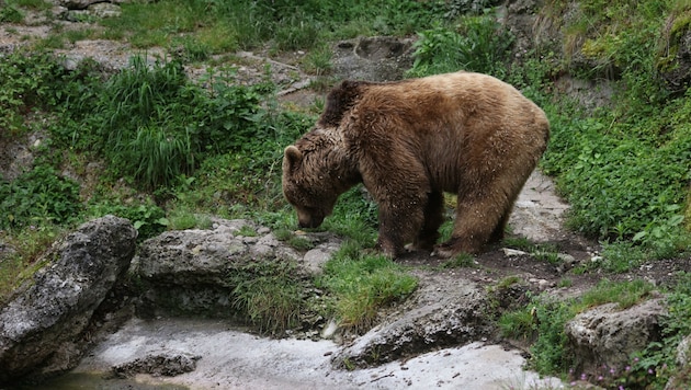 Ein Bär in St. Anton wurde gesucht, aber nicht gefunden! (Bild: Tröster Andreas)