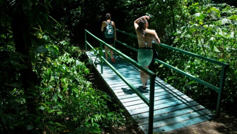 Bei den Touristen ist der Nebelwald im Reserva Biológica Bosque Nuboso Monteverde sehr beliebt. (Bild: AFP/Ezequiel Becerra)