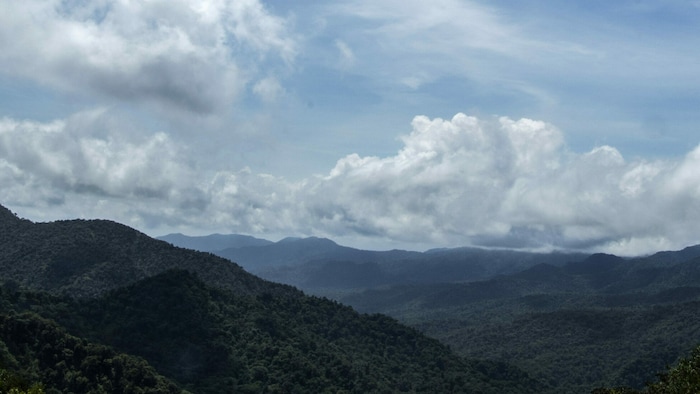 Der Nebelwald im Biologischen Reservat Monteverde in den Bergen Costa Ricas ist ein einzigartiges Ökosystem. Doch wegen des Klimawandels bleibt der Nebel immer öfter aus.