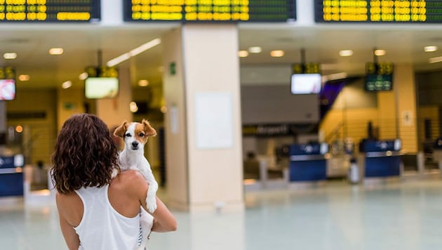 Ein Flug mit Haustier will gut geplant sein - wir verraten, wie es gelingt. (Bild: stock.adobe.com)