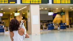 Ein Flug mit Haustier will gut geplant sein - wir verraten, wie es gelingt. (Bild: stock.adobe.com)