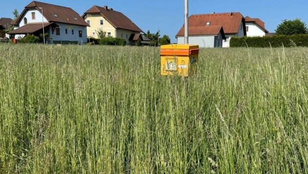 Einsam und verlassen stand der Briefkasten mittlerweile mitten im hohen Gras. (Bild: zVg)