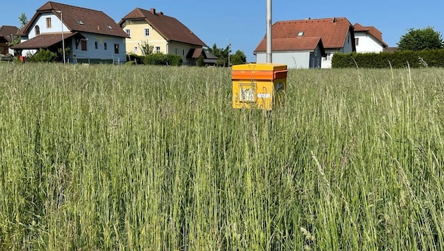 Einsam und verlassen stand der Briefkasten mittlerweile mitten im hohen Gras. (Bild: zVg)