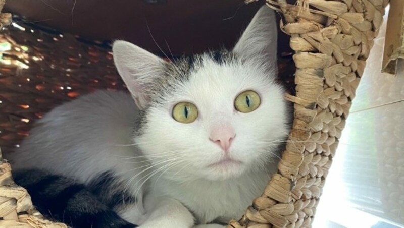 Katze Manja (Bild: Tierschutzheim Vorarlberg)