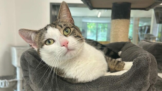 Kater Koko (Bild: Tierschutzheim Vorarlberg)