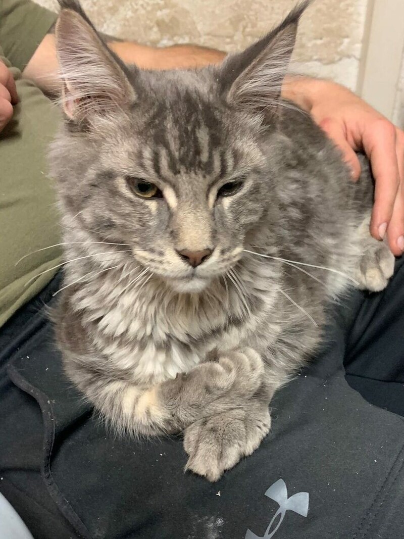 Der Kater ist total zutraulich. Die Besitzer sind verzweifelt. (Bild: zVg)