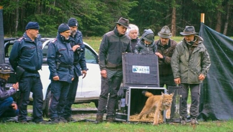 Mitte Mai wurden zwei Luchse bei Tarvis freigelassen. Dienstag war es ein weiterer Jungluchs. (Bild: Wallner Hannes)