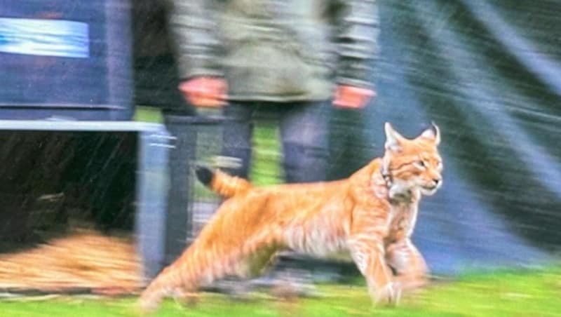 Raus aus dem Käfig, rein in die Freiheit der Berge: Auch dieser Luchs wurde in Italien ausgewildert. (Bild: Wallner Hannes)