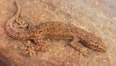 Diese Echse sorgte für einen Schreck nach dem Urlaub - der Asiatische Gecko saß im Koffer. (Bild: zVg)