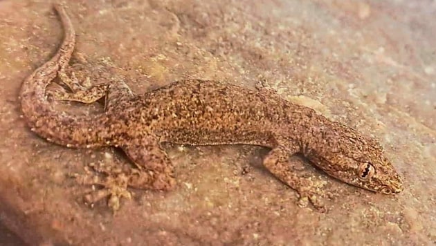 Diese Echse sorgte für einen Schreck nach dem Urlaub - der Asiatische Gecko saß im Koffer. (Bild: zVg)