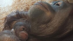 Orang-Utan-Weibchen „Surya“ mit ihrem Baby (Bild: APA/TIERGARTEN SCHÖNBRUNN)