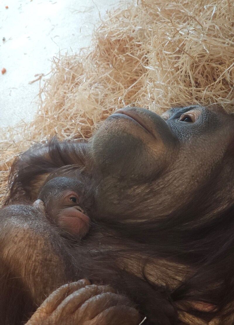 Das Orang-Utan-Weibchen „Surya“ umsorgt ihren Nachwuchs liebevoll. (Bild: APA/TIERGARTEN SCHÖNBRUNN)