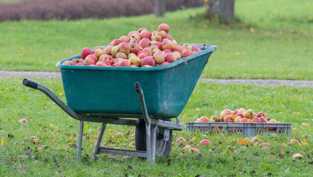 Nicht gebrauchte Äpfel sollen künftig vermehrt im Sozialmarkt landen. (Bild: Haijes Jack)