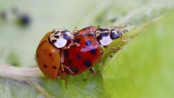 Der Asiatische Marienkäfer wird bei uns schon häufig gesichtet, wärmeres Klima und Trockenheit begünstigen die Ansiedlung auch anderer südlich lebender Insekten. Doch was bedeutet das Vorstoßen langfristig für unsere heimischen Arten? Welche Gefahren gehen davon aus? Und wie ist die Lage heuer? (Bild: Wolfgang Schruf)